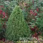 Tiny Tower® Dwarf Alberta Spruce in the garden