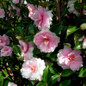 Dream Weaver Camellia flowering Dream Weaver Camellia flowering