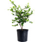 Dream Weaver Camellia 3 galon black pot