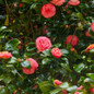 Jack Camellia flowering