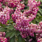 Enchanted Forest® Impish Elf™ Pieris flowering