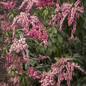 Enchanted Forest® Impish Elf™ Pieris blooming