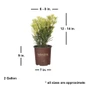 Roman Candle Podocarpus Dimensions