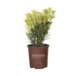 Roman Candle Podocarpus in Southern Living Pot