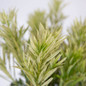 Roman Candle Podocarpus Foliage Close-up