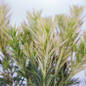 Roman Candle Podocarpus Leaves