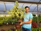 Roman Candle Podocarpus with grower