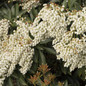 Enchanted Forest® River Run™ Pieris flowering