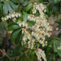 Scarlet O'Hara Pieris blooming
