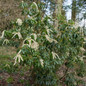 Scarlet O'Hara Pieris flowering