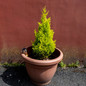 Wilma Goldcrest Lemon Cypress Plant -Pot