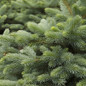Baby Blue Eyes Spruce