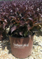 Shining Sensation Weigela in Southern Living Pot