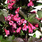 Shining Sensation Weigela