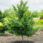 Garden Gems® Emerald Redbud Foliage