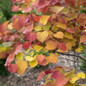 Flame Thrower® Redbud Tree Close-Up Flame Thrower® Redbud Tree Close-Up