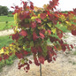 Flame Thrower® Redbud Tree Foliage Flame Thrower® Redbud Tree Foliage
