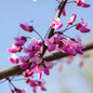 Flame Thrower® Redbud Tree Blooms