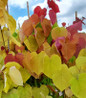 Flamethrower Redbud vibrant new growth