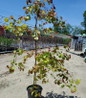 Flamethrower Redbud container grown tree