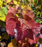 Flamethrower Redbud multicolored foliage