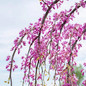Golden Falls® Redbud Tree Blooms