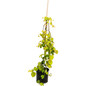 Golden Falls® Redbud Tree Plant Pot