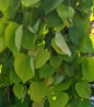 Golden Falls Redbud golden weeping foliage