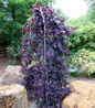 Ruby Falls Redbud cascading branches
