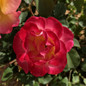 Gumball Goody™ Rose Close-Up
