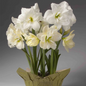 Double White Trio Amaryllis Blooming Double White Trio Amaryllis Blooming