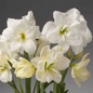 Double White Trio Amaryllis Flowers Close Up Double White Trio Amaryllis Flowers Close Up