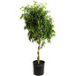 Braided Benjamina Ficus Plant Pot