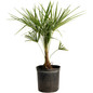 Windmill Palm Tree Plant Pot Windmill Palm Tree Plant Pot
