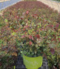 Coral Knock Out® Landscape Shrub Rose in pot