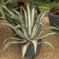 healthy Agave Americana ‘Mediopicta Alba’ in pot