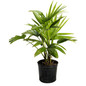 Chinese Fan Palm in pot