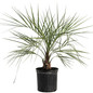 Pindo Palm in a pot