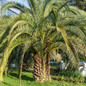 mature Pindo Palm