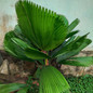 Ruffled Fan Palm lush leaves