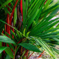 Lipstick Palm lush leaves