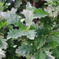 Skinny Genes® Columnar Oak Tree green leaves Skinny Genes® Columnar Oak Tree green leaves