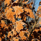 Skinny Genes® Columnar Oak Tree brown leaves Skinny Genes® Columnar Oak Tree brown leaves