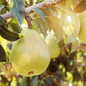 D’Anjou Pear Tree fruit D’Anjou Pear Tree fruit