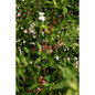 Barbados Acerola Cherry Tree