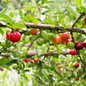 Barbados Acerola Cherry Tree bearing fruits