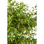Barbados Acerola Cherry Tree flowering