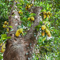 Jackfruit Tree
