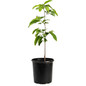 Sugar Apple Tree in pot