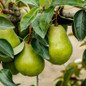 Kieffer Pear Tree fruit Kieffer Pear Tree fruit